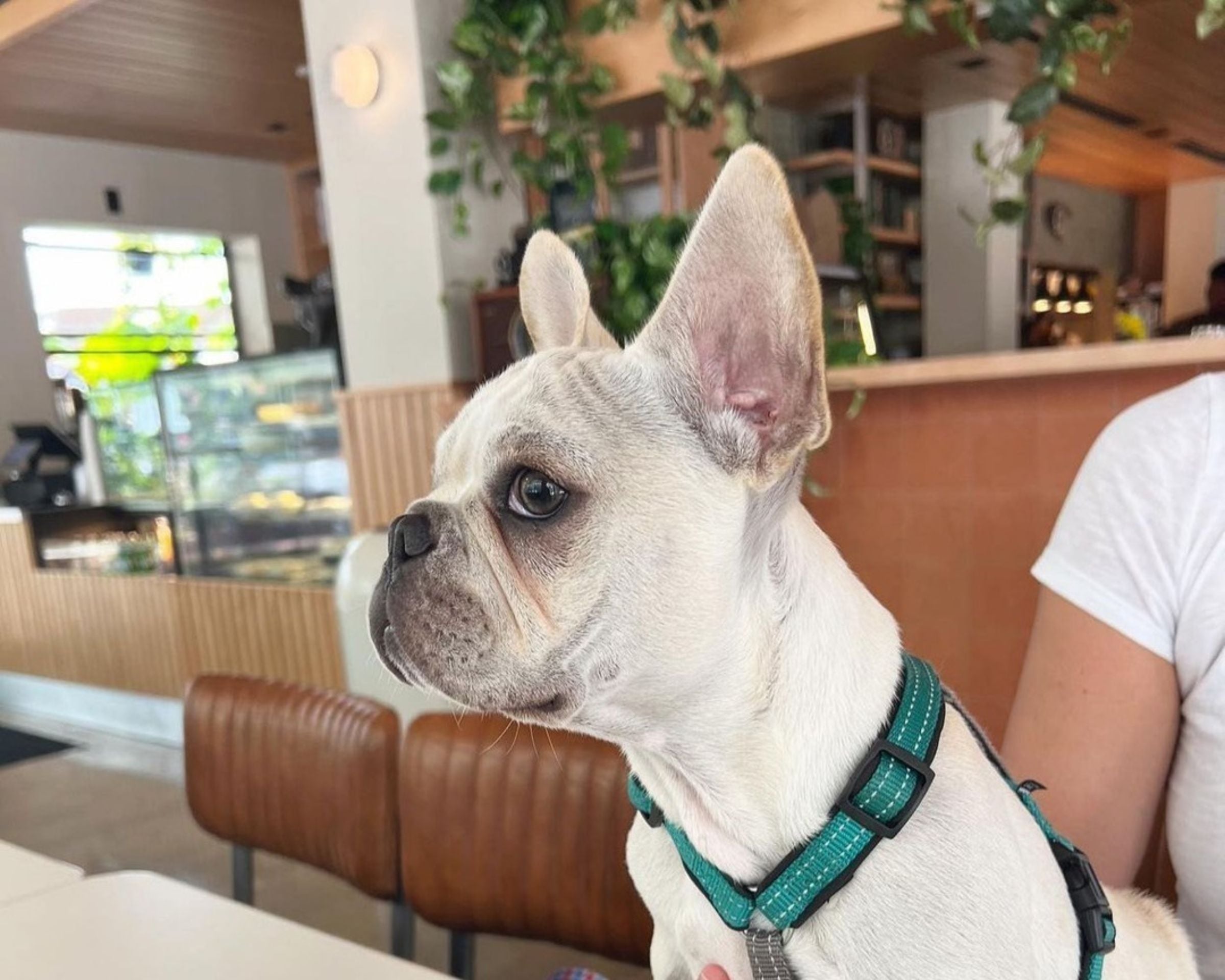 Ironside Pizza dog friendly restaurants in miami