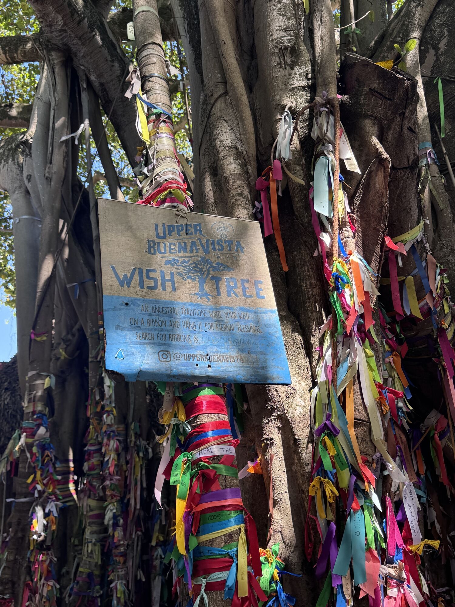 Wish ribbons tied to the banyan tree in Upper Buena Vista