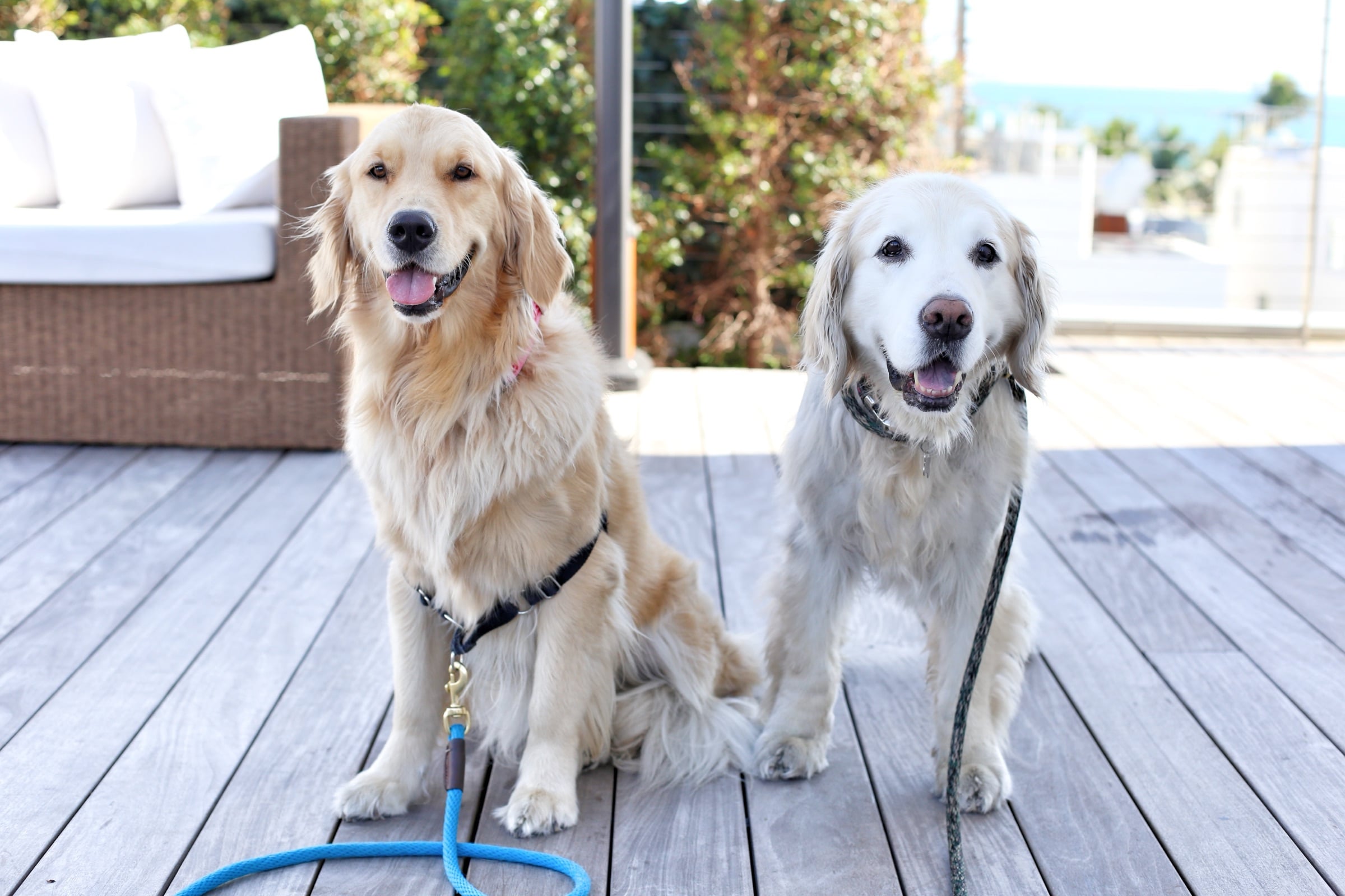 Betsy and Rosa, The Betsy Hotel's Canine Executive Officers, on the rooftop