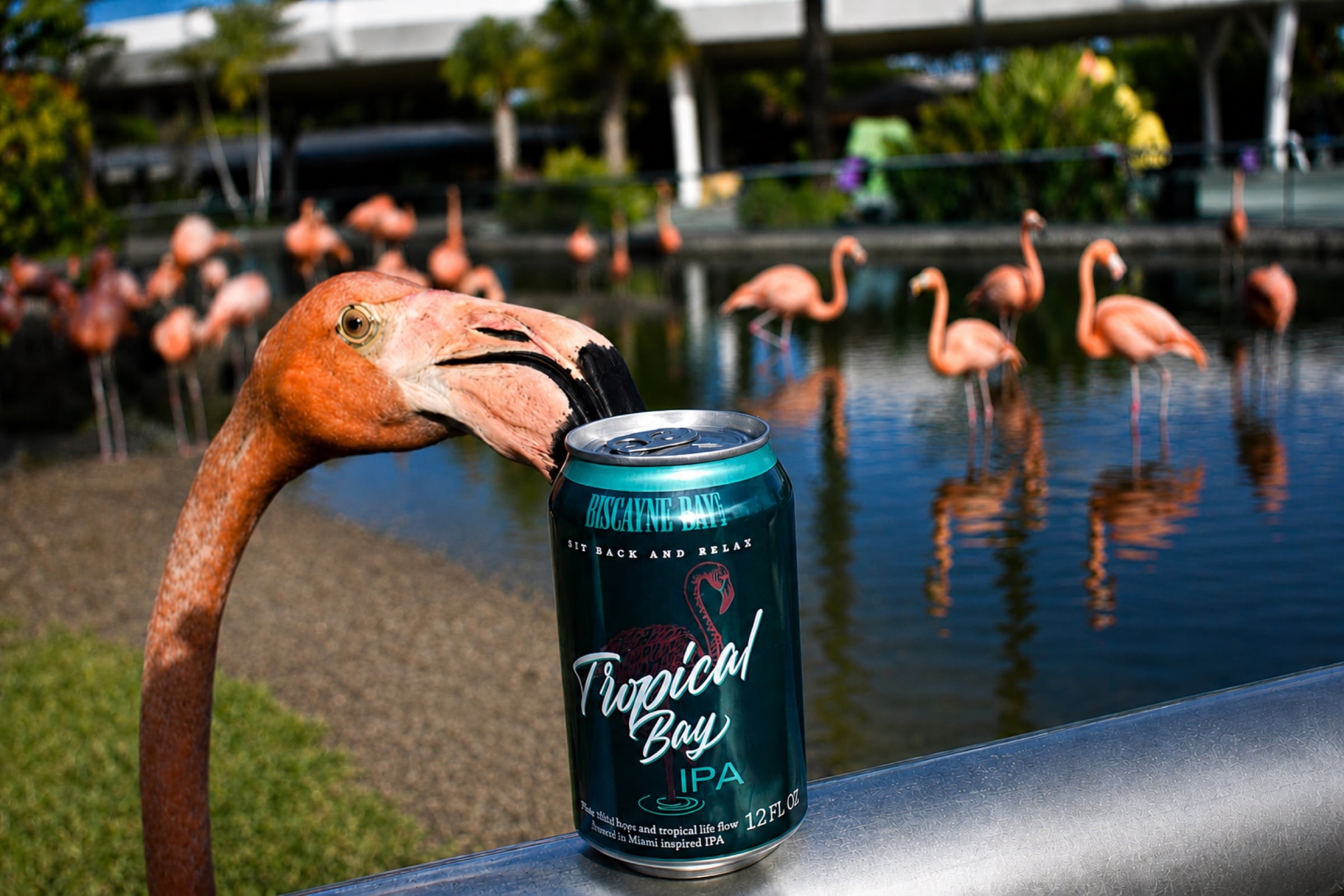 Biscayne Bay Brewing Tropical Bay IPA flamingo conservation can