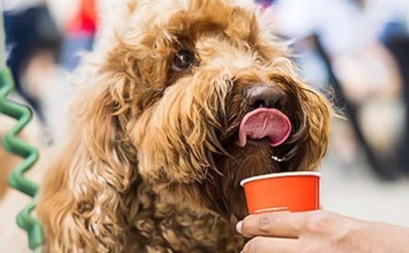 Dog enjoying a pup cup at Paws Patio at InterContinental Miami