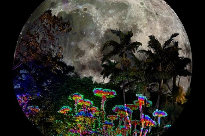 Full moon above illuminated tropical plants at Miami Beach Botanical Garden